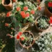 Best Full Sun Container Plants That Thrive in Summer Heat All Season
