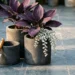 Container Garden Trends for 2026: The New Plant Combinations Everyone is Pinning