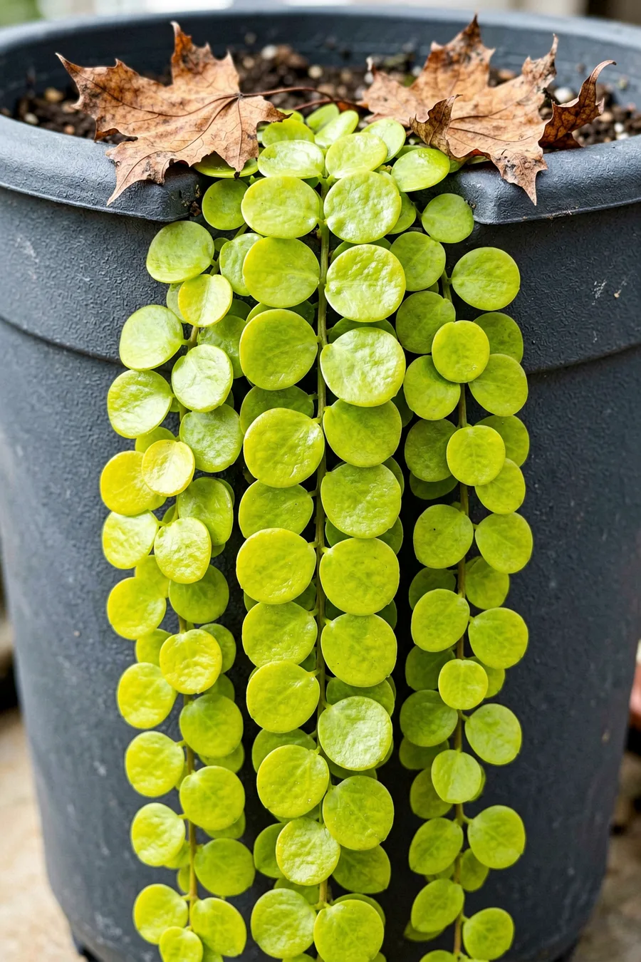 Lysimachia Nummularia Aurea for a Waterfall of Gold