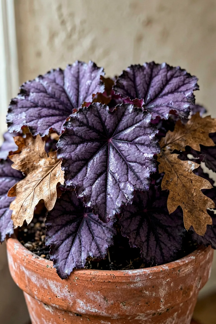 Heuchera Forever Purple for All-Season Low Filler