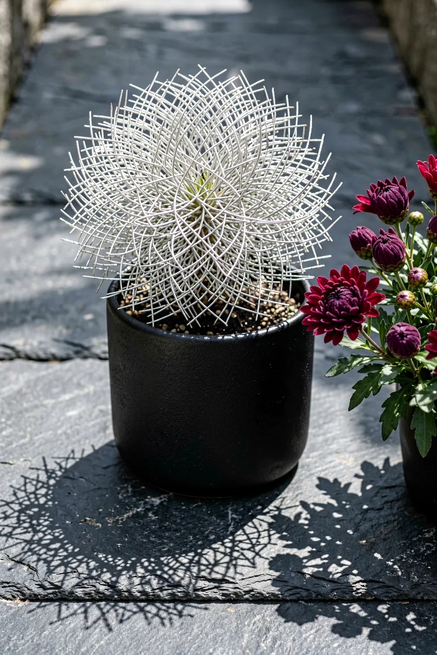 Calocephalus Cushion Bush for Silvery Contrast