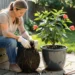 How to Repot Outdoor Container Plants When They Get Root Bound
