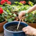 How to Water Container Plants in Summer Heat Without Overwatering Them