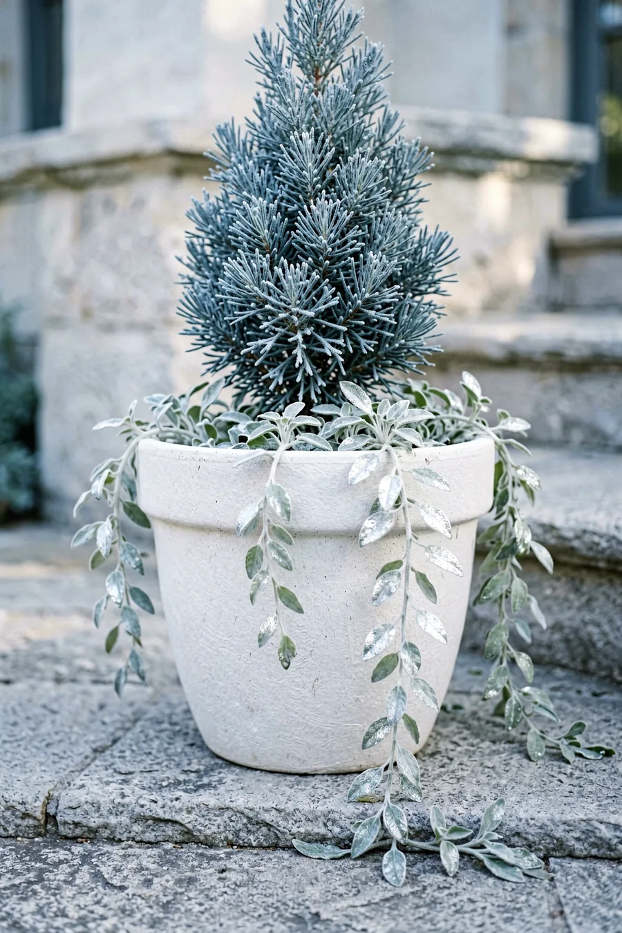 Close-up macro shot, 45-degree side angle looking at a sleek matte white fiberstone planter. A vibrant Blue Arrow Juniper wit