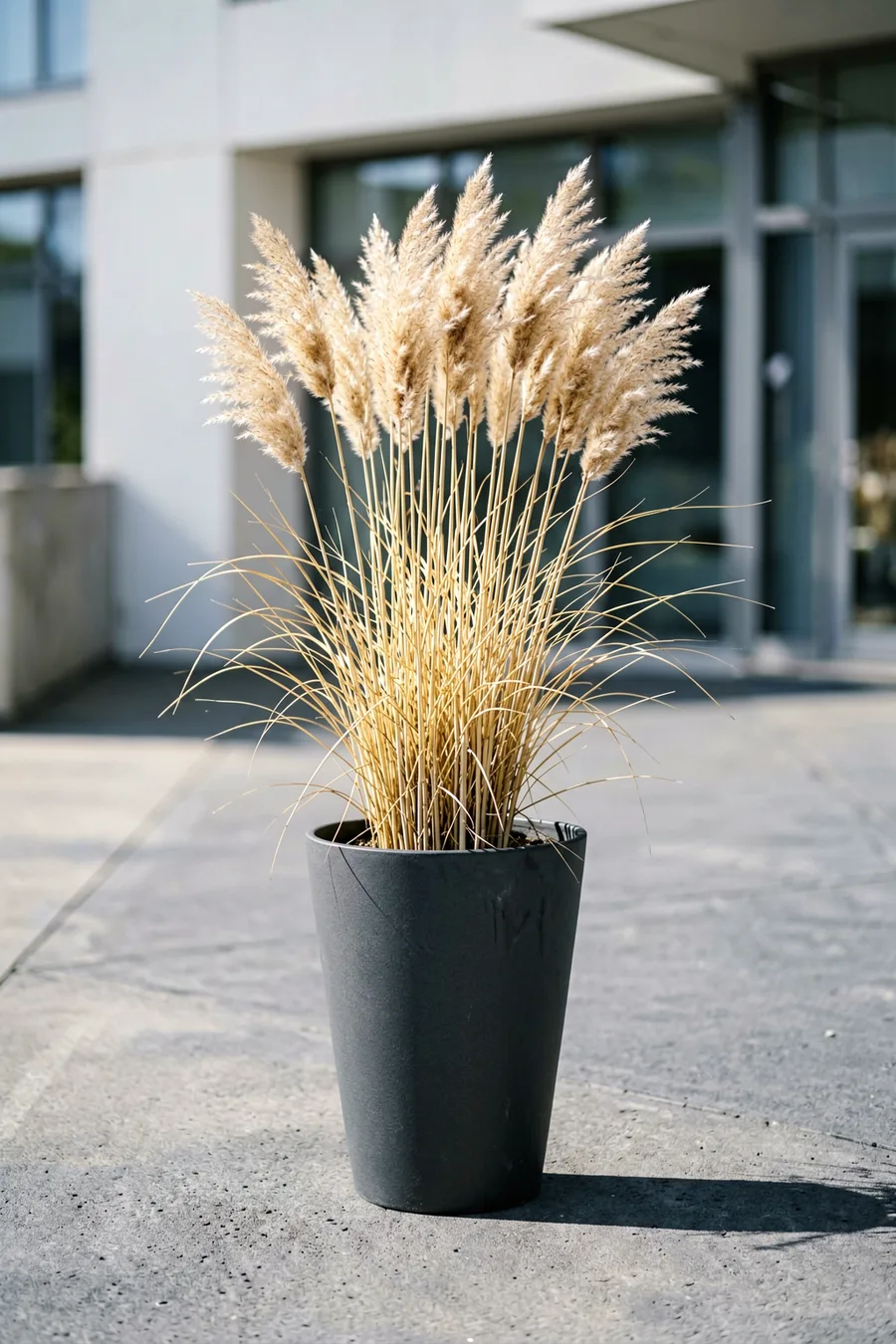 Environmental medium shot. Karl Foerster feather reed grass with tall, slender wheat-colored stalks standing upright in a sle