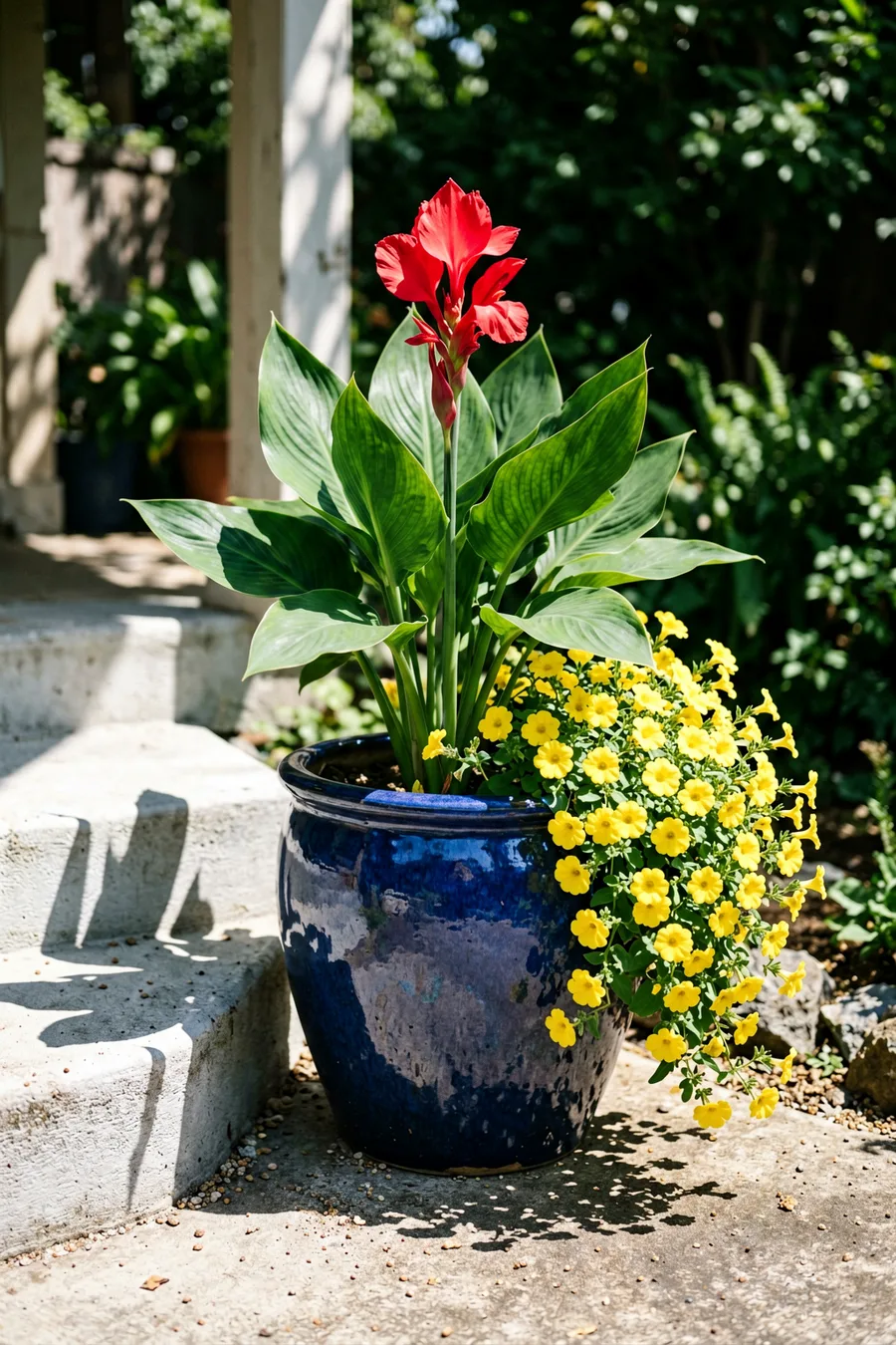 Environmental medium shot. A large dark blue glazed ceramic pot on a sunny concrete porch step containing a tall dwarf canna 