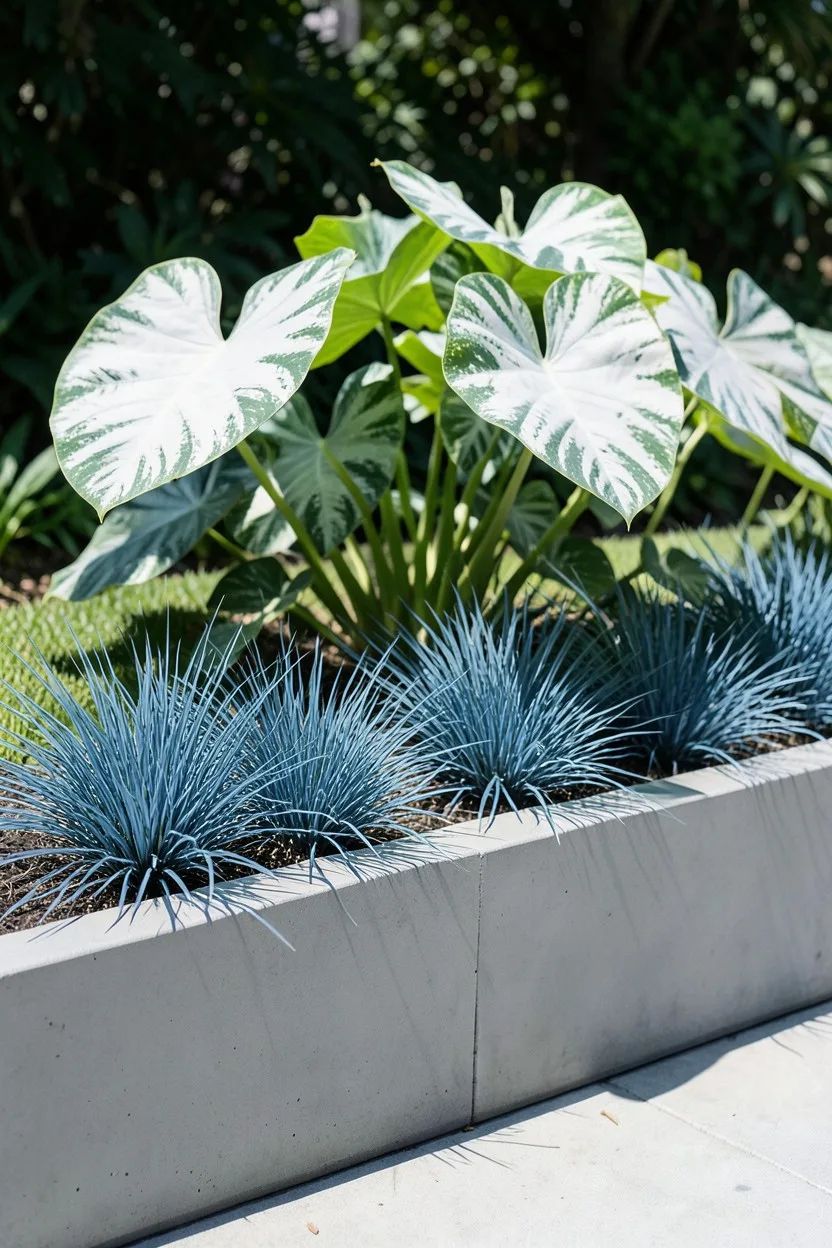 Environmental medium shot. A contemporary long, rectangular gray concrete planter holding neat tufts of spiky blue fescue gra