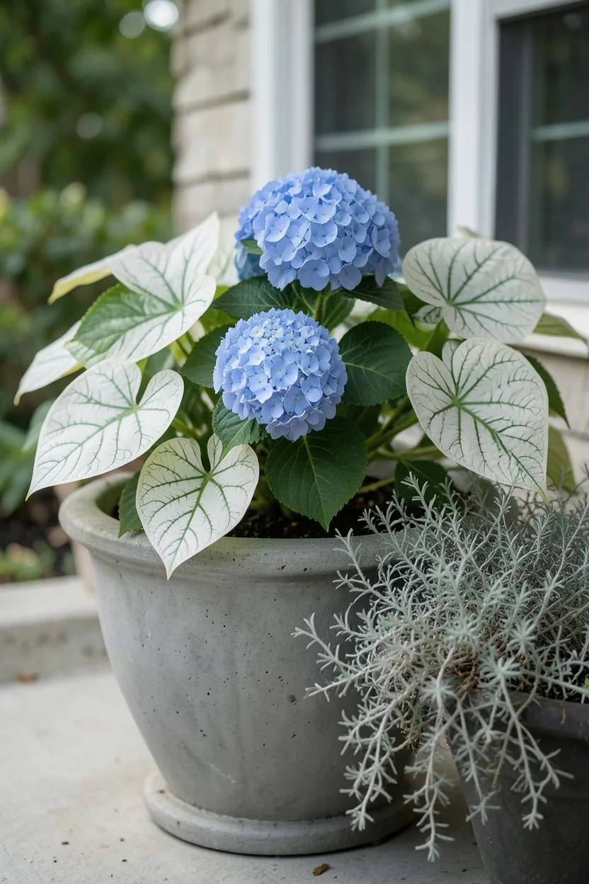 Environmental medium shot, 35-degree angle. A classic gray concrete urn planter on a shady porch filled with a central blue l