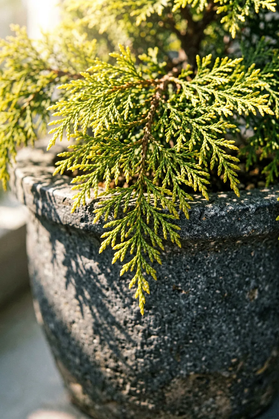 Weave Cascading Incense Cedar Around the Rim