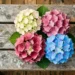 Best Compact Hydrangeas for Small Gardens: Varieties Under 4 Feet
