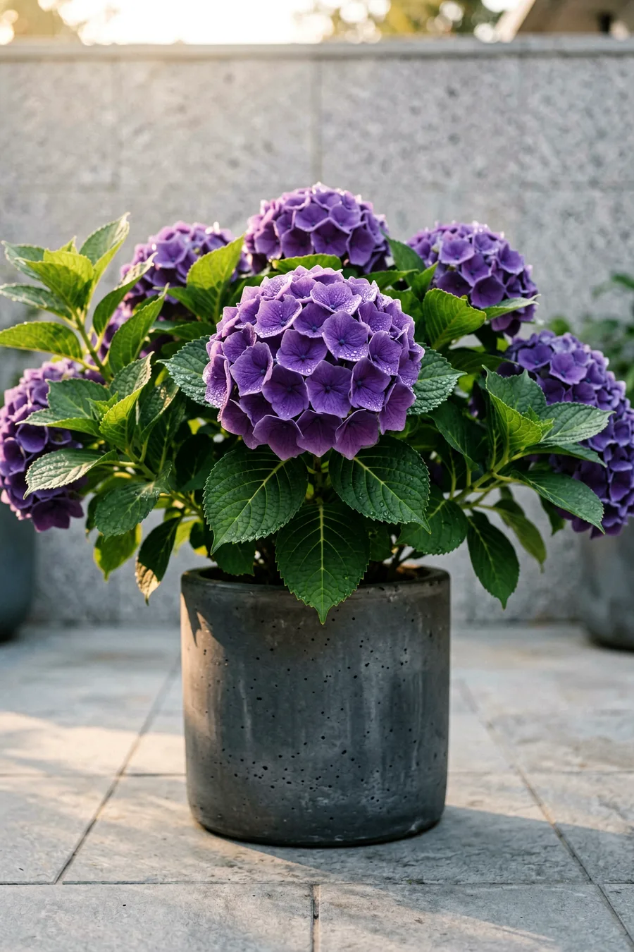 Wee Bit Giddy Bigleaf Hydrangea