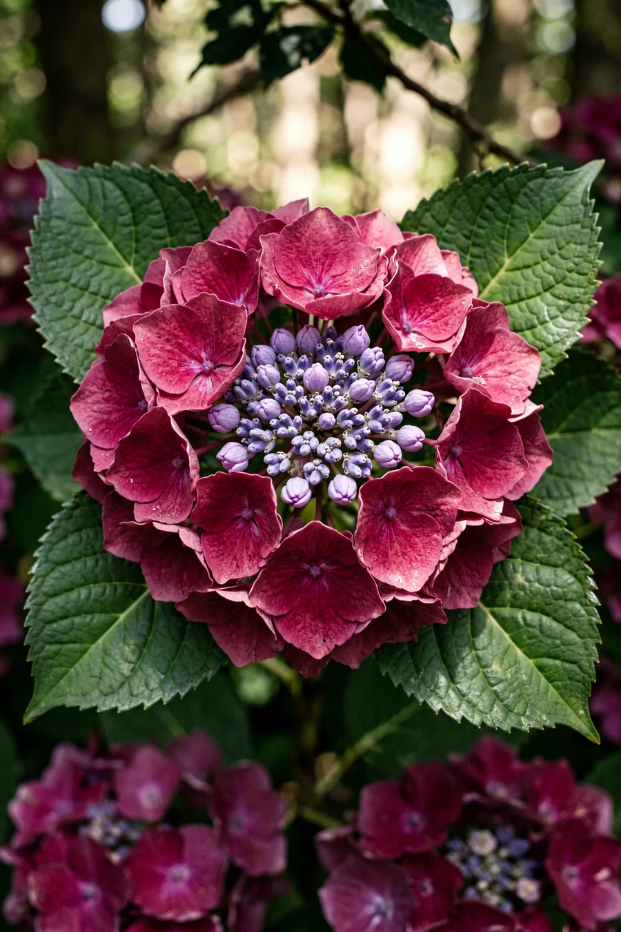 Cherry Explosion Lacecap Hydrangea