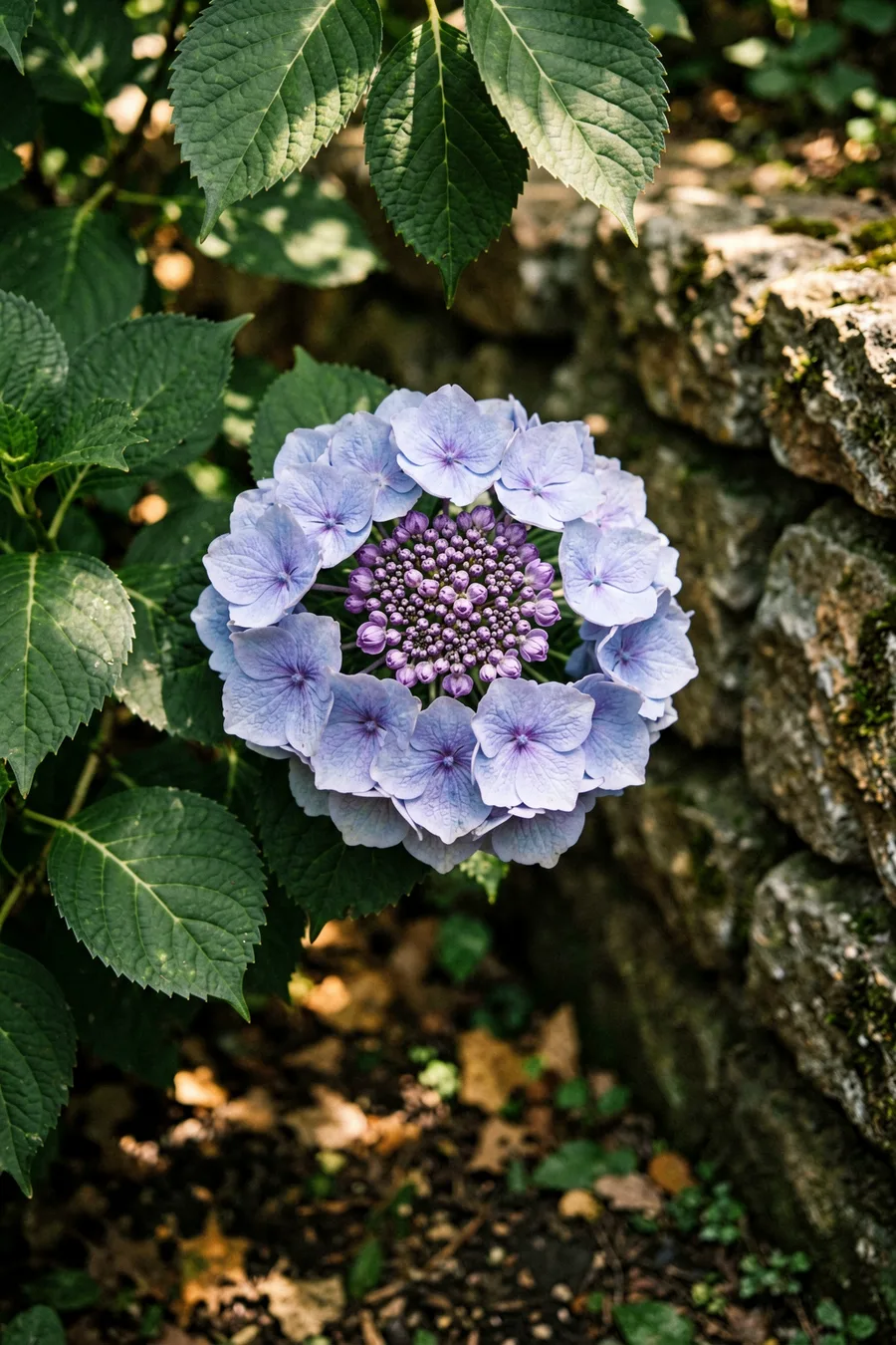 Tuff Stuff Ah-Ha Mountain Hydrangea