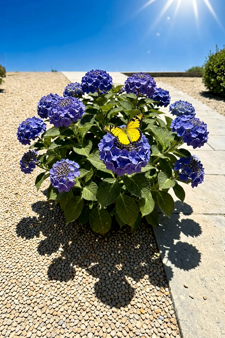 Pugster Blue Butterfly Bush Alternative