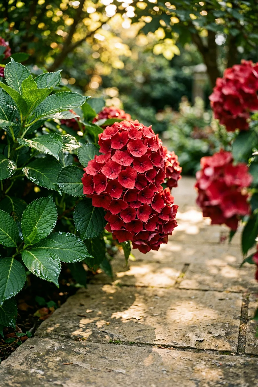 Cityline Paris Bigleaf Hydrangea