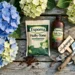 Best Fertilizer for Hydrangeas to Maximize Blooms All Summer