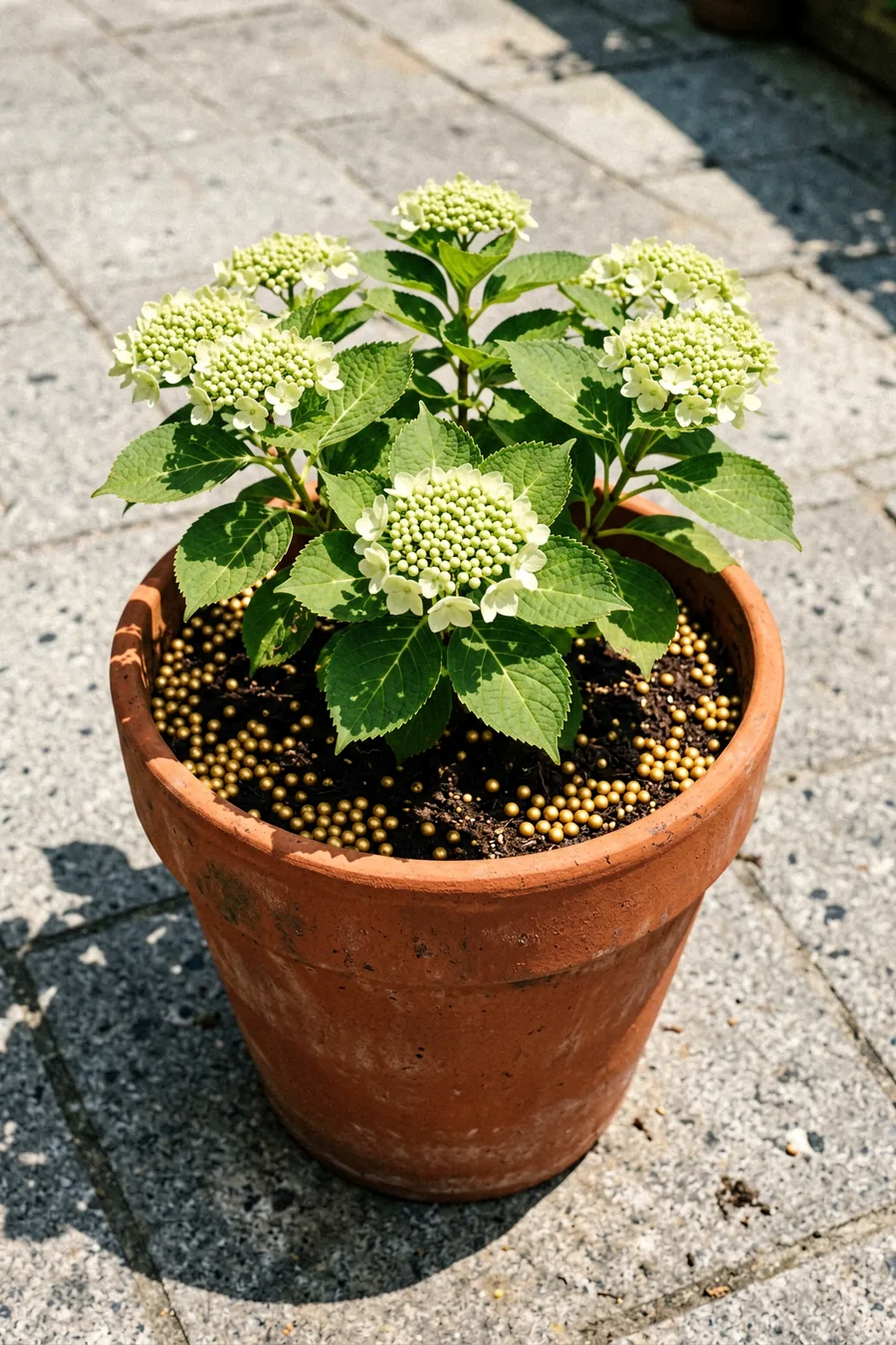 Osmocote Smart-Release Plant Food Plus