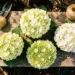 Best Hydrangeas for Full Sun: Varieties That Actually Thrive in Heat