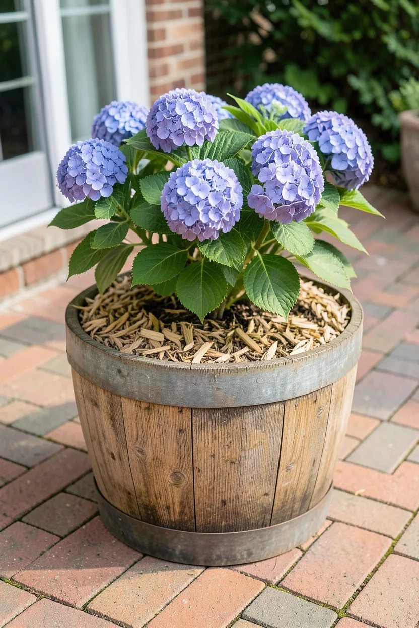 Grow in Half-Barrels to Control Soil Easily