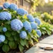 How to Overwinter Hydrangeas in Cold Climates So They Bloom Next Year
