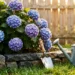 How to Plant Hydrangeas for Maximum Blooms: Soil, Sun, and Spacing Guide