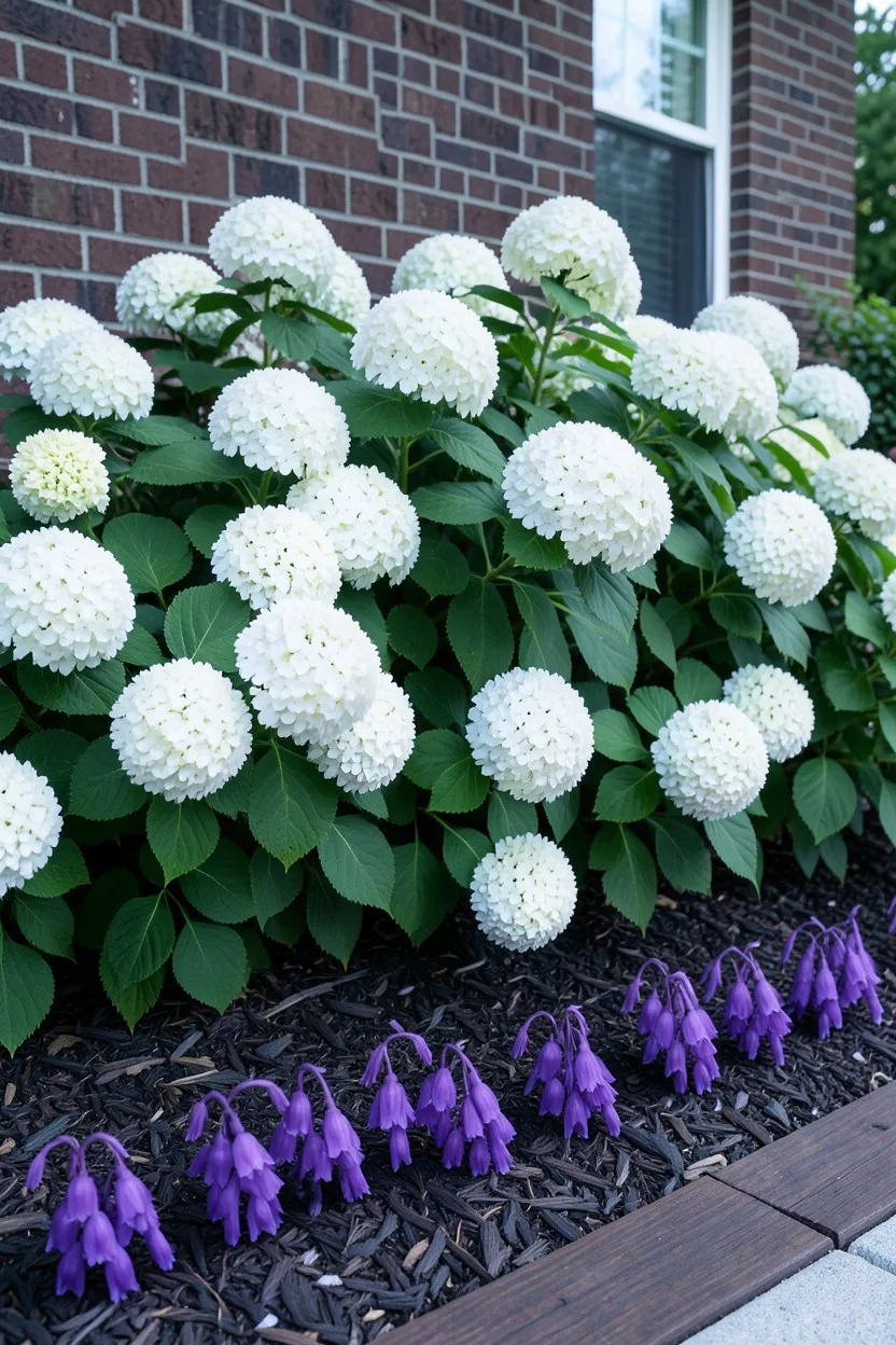The Luminescent North-Facing Foundation Border