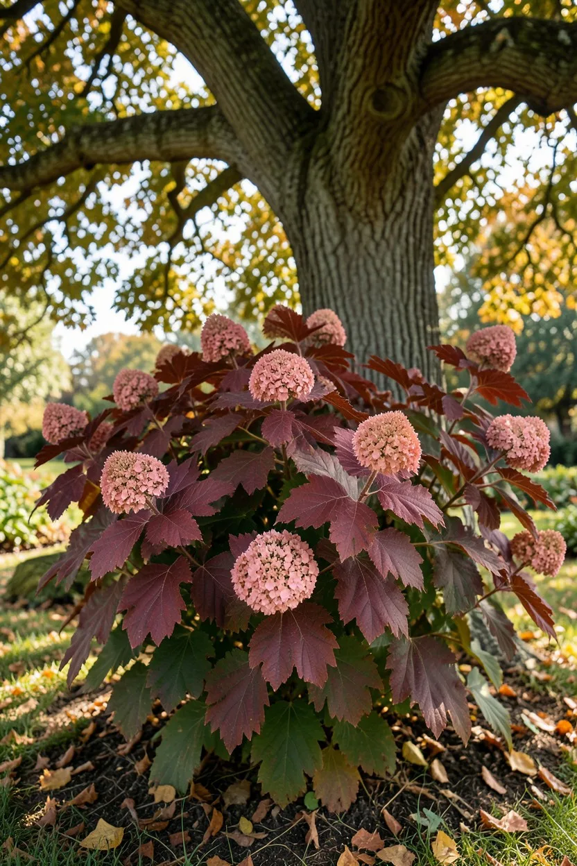 Shaded Understory Beds Featuring Ruby Blossom Oakleafs