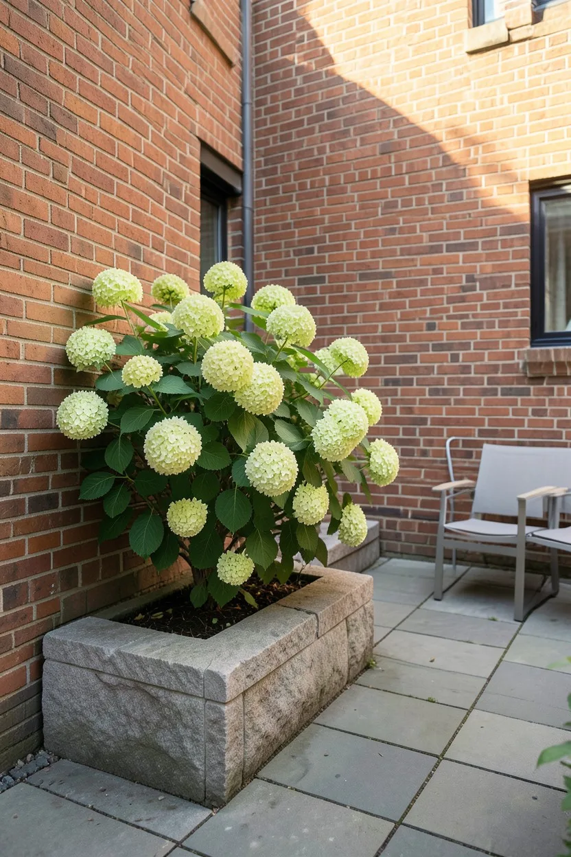 Urban Courtyard Compact Space Softener