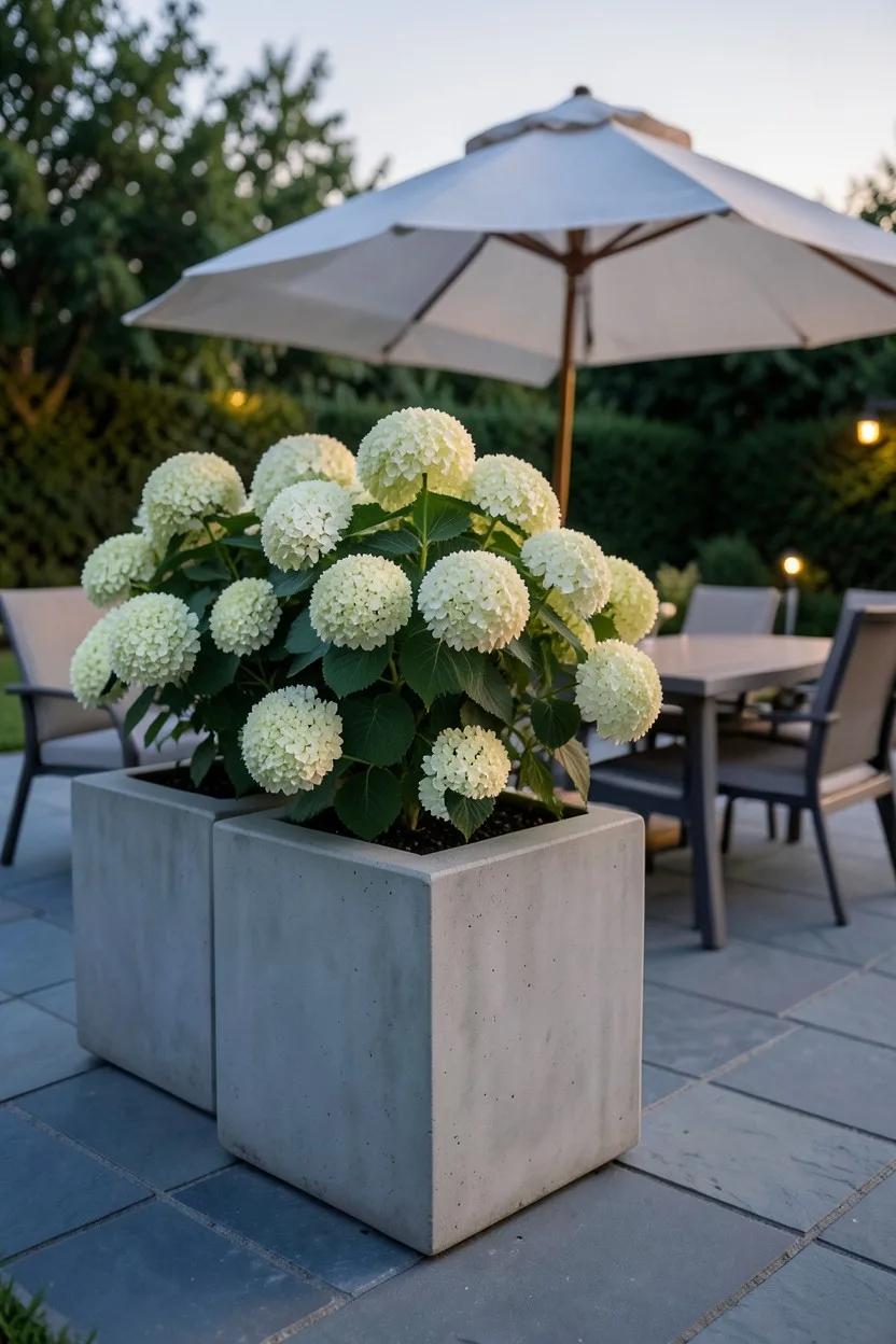 Cozy Patio Enclosures with Potted Architectural Specimens
